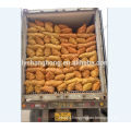 2014 fresh potato and high quality potato hot sale (70-120gram)100-200g